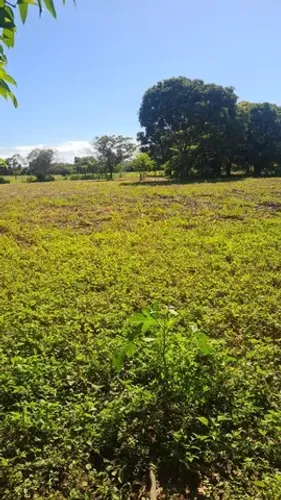 Fazenda 250 alqueires em formosa-Go