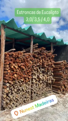 ESTRONCAS / ESCORAS DE EUCALIPTO 