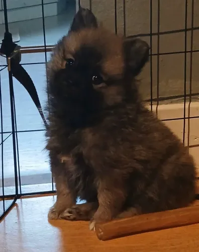 Filhotes de Spitz Alemão | Filhotes ideais pra família!