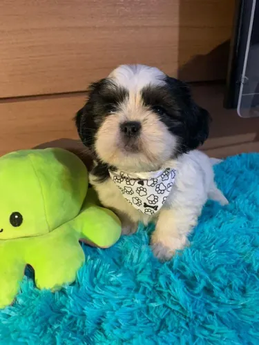 Lhasa Apso Miniatura Fêmea Pequena e Carinhosa