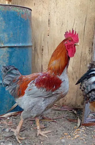 Galo galinhas frangos ovos Gsb .