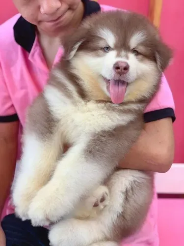 Filhotes de Husky Siberiano na perfeição