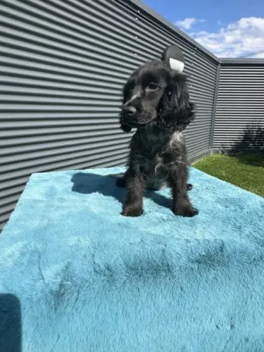 Cocker Spaniel ingles Afetuoso, brincalhão, sociável, inteligente