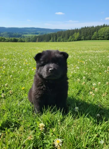 Chow Chow fêmea apenas 2