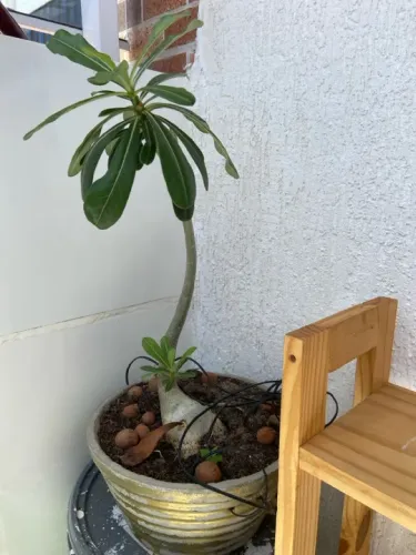 Planta Adenium obesum (Rosa do Deserto)