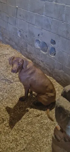 Cachorro raça WEIMARANER para adoção 