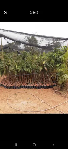 Mudas nativas para reflorestamento