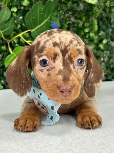 dachshund olhos verdes