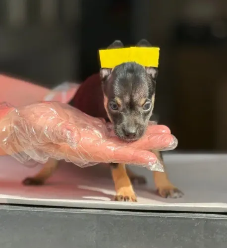 Pinscher Macho Preto e Canela - Pronta Entrega - Garantia de Saúde - Contrato