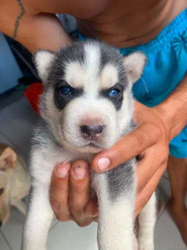 Husky siberiano 