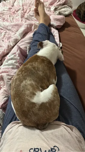 Buldogue francês 