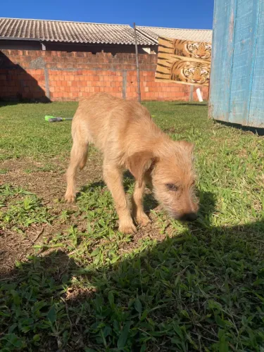 Cachorro adoção responsável 