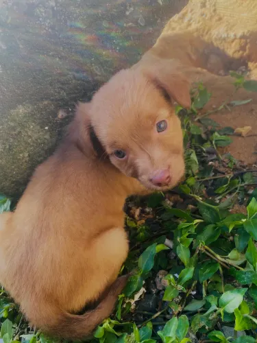 doação de cachorrinhos
