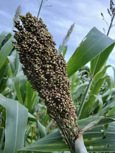 Silagem de sorgo, 0,25 o kg