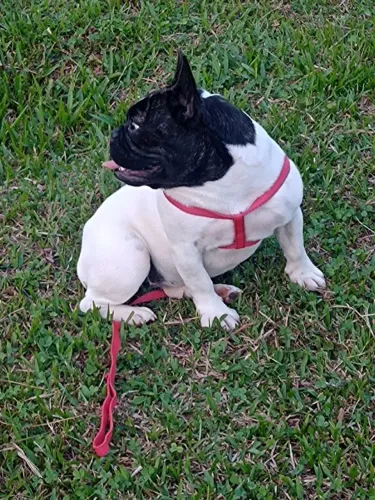 Bulldog francês femea