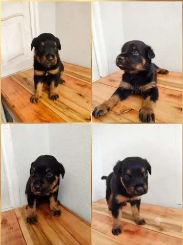 FILHOTES DE ROTTWEILER
