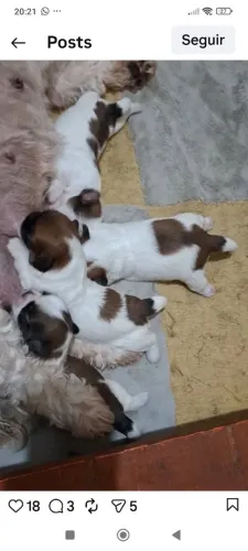Filhotes de shitzu pra vender rápido 