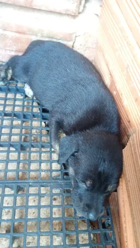 Estou doando uns cachorros