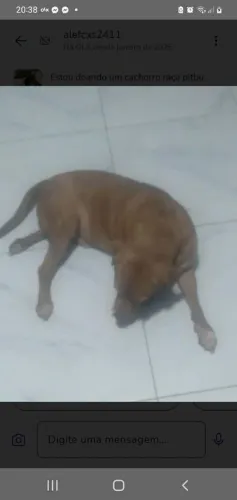 Estou doando um cachorro mistura de pitbull ele tem 5 anos
