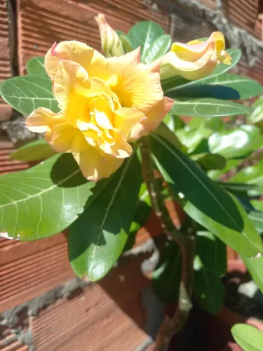 Rosa do deserto exertada