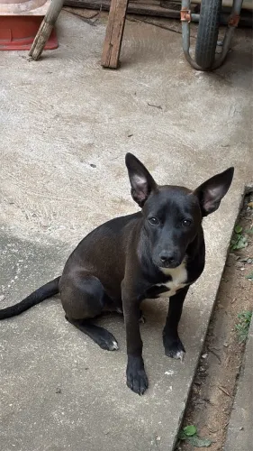 Doação cachorro 