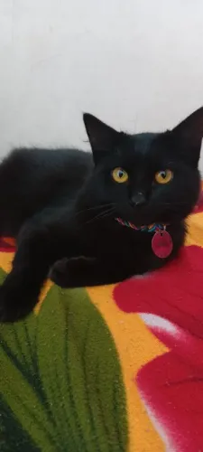 Gata