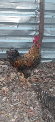 Galo Reprodutor