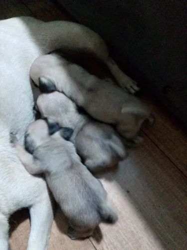 Lindos filhotes de Pug para venda 