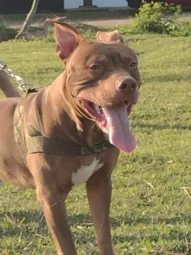 pitbull