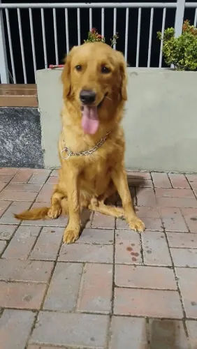 Filhotes mestiços Golden/Labrador 