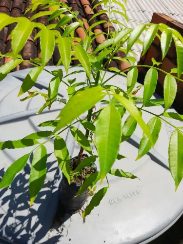 Muda de Cajarana Anã 