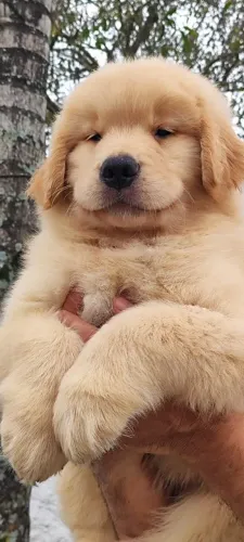 Golden Retriever liberados para entrega