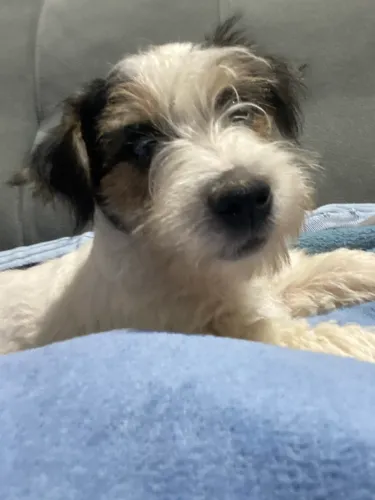 Filhote Jack Russell Terrier 