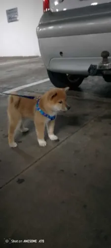 Lindos filhotes de shiba inu com pedigree
