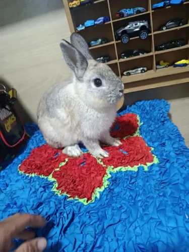 Vendo coelho adulto