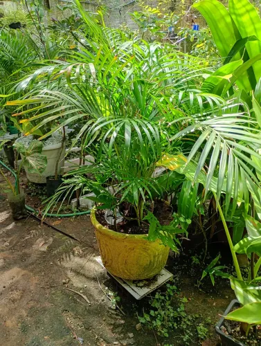 Plantas 