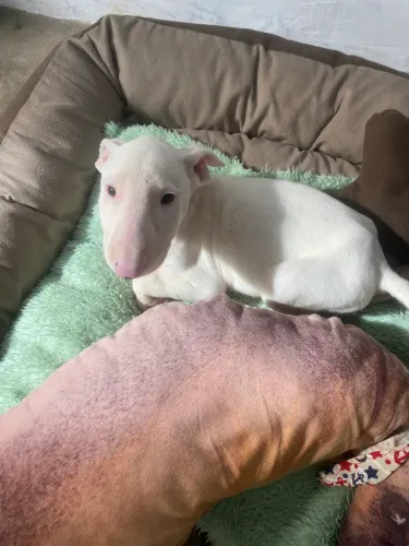 Filhotes de bull terrier 