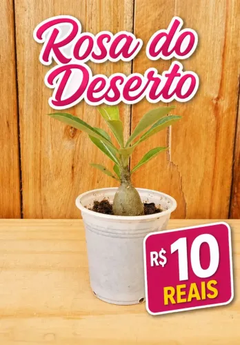 PROMOÇÃO! Rosa do Deserto