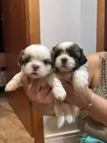 Shih tzu macho e femea lindos raça pura 