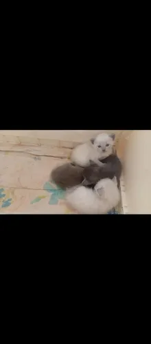 Gato, gatinho , filhote