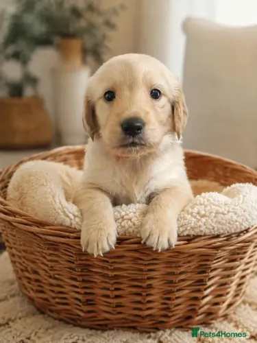 Cachorro filhote Golden Retriever brincalhões e muito amorosos