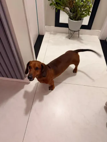 Cachorro salsicha dachshund