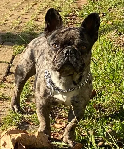 Cobertura buldogue francês merle