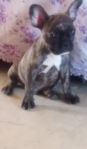 Bulldog francês macho