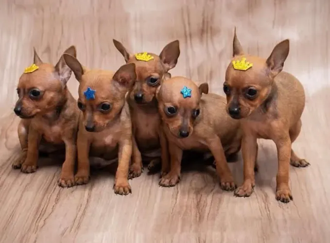 Macho pinscher femeas disponivel para venda 50 dias