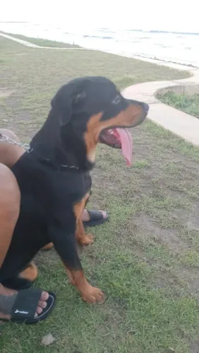 Doa-se Rottweiler 