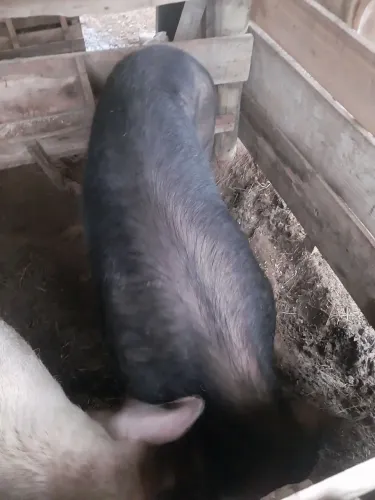 Vendo porco