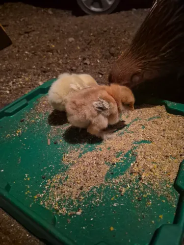 Pintinhos brahma