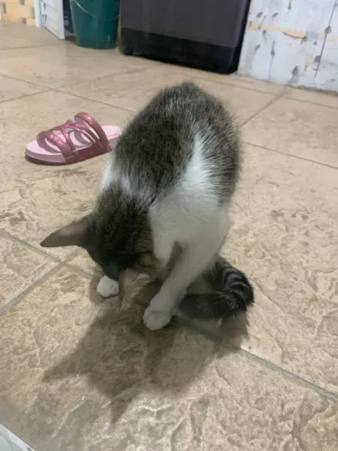 Adoção responsável gata adulta fêmea castrada e macho adulto