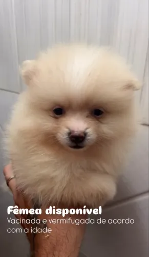 Fêmea de spitz alemão 